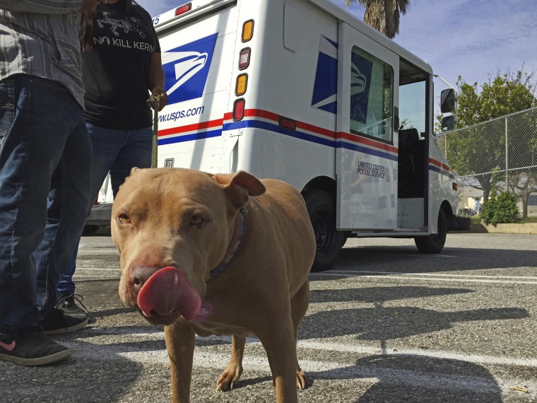 Image: A pitbull named "Lucy" participates a the U.S. Postal Service "National Dog Bite Prevention Week" during an awareness event in at the YMCA in Los Angeles on April 6, 2017.