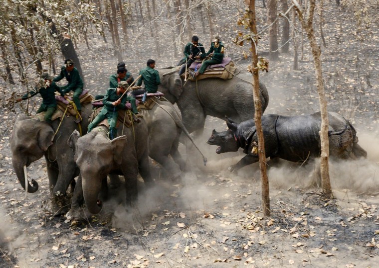 Image: A relocated rhino charges a Nepalese forestry and technical team