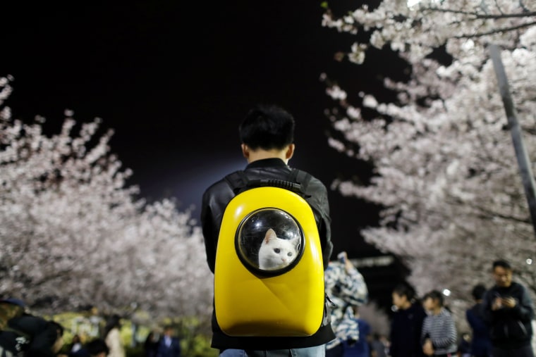 Image: A man carries his pet cat as he walk under the cherry blossoms at Tongji University in Shanghai