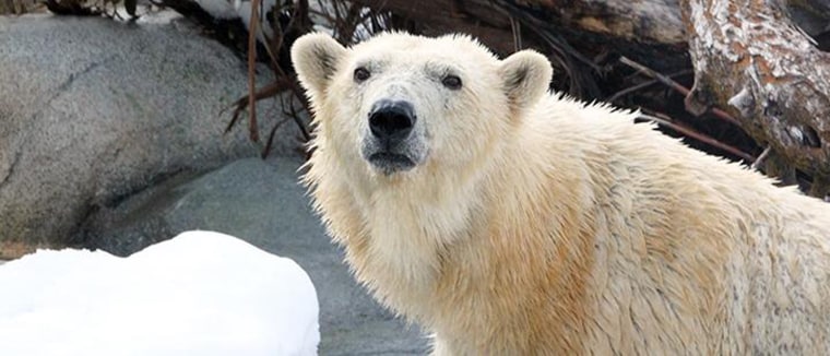 Image: A photo of Rizzo the polar bear handed out by Utah's Hogle Zoo.