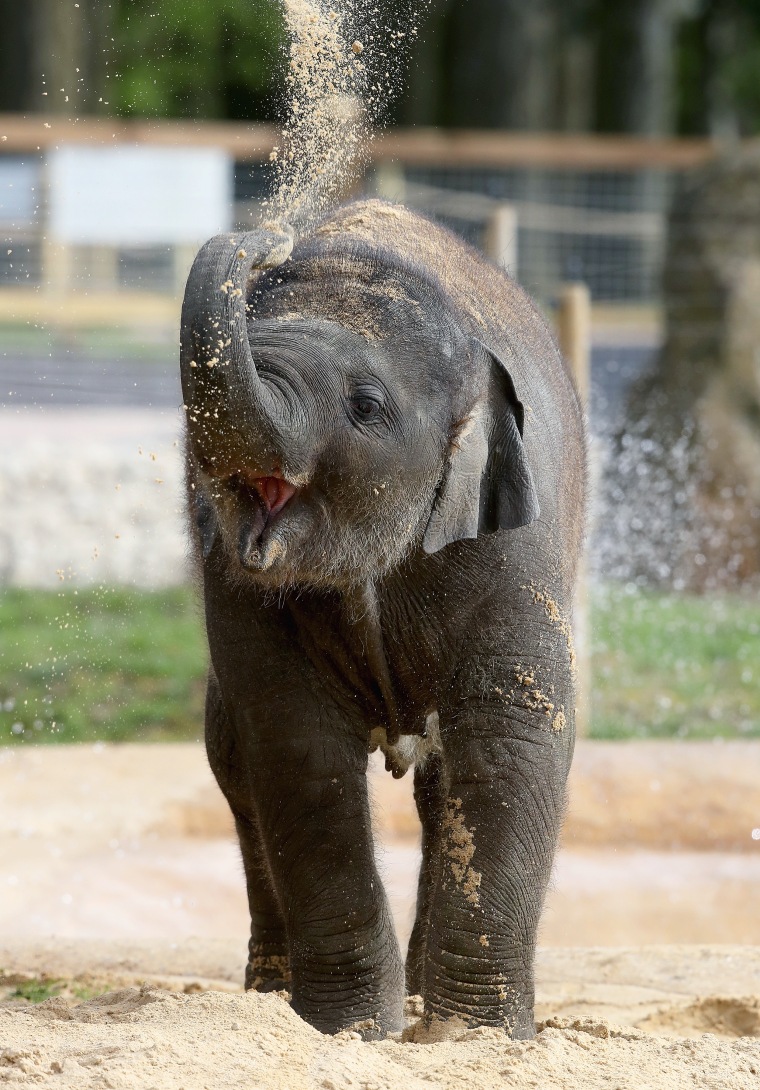 Eight month old elephant called 'Elizabeth'