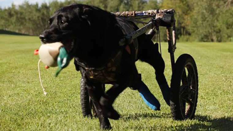 Used dog wheelchair store craigslist