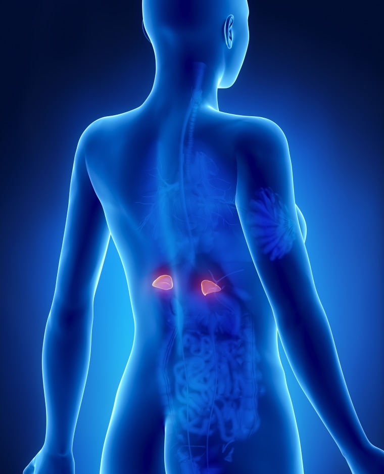 Female adrenal anatomy x-ray posterior view