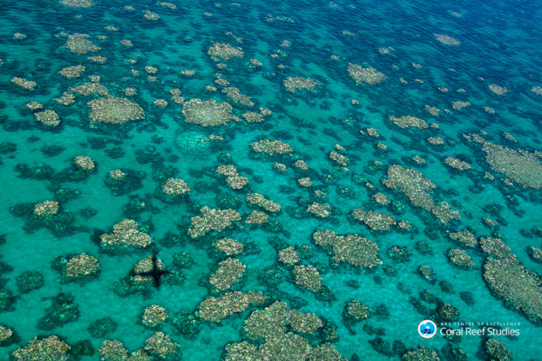 Image: Cairns Townsville bleaching, Australia, March 2017