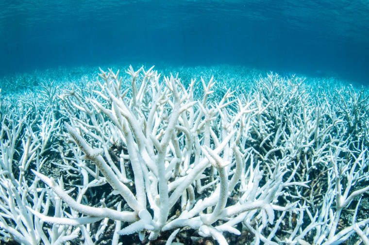 Bleached coral is photographed on Australia's Great Barrier Reef near Port Douglas
