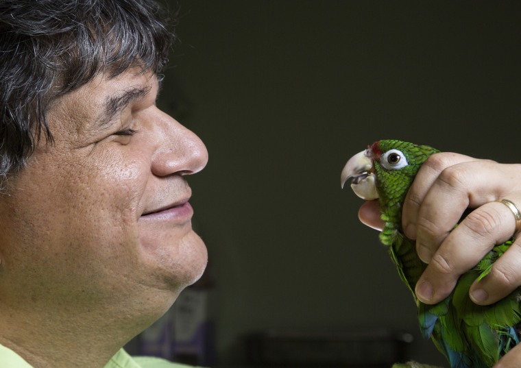 Jafet Velez-Valentin inspects the health of a rare Puerto Rican Parrot