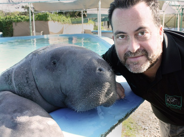 Tony Mignucci with a manatee.