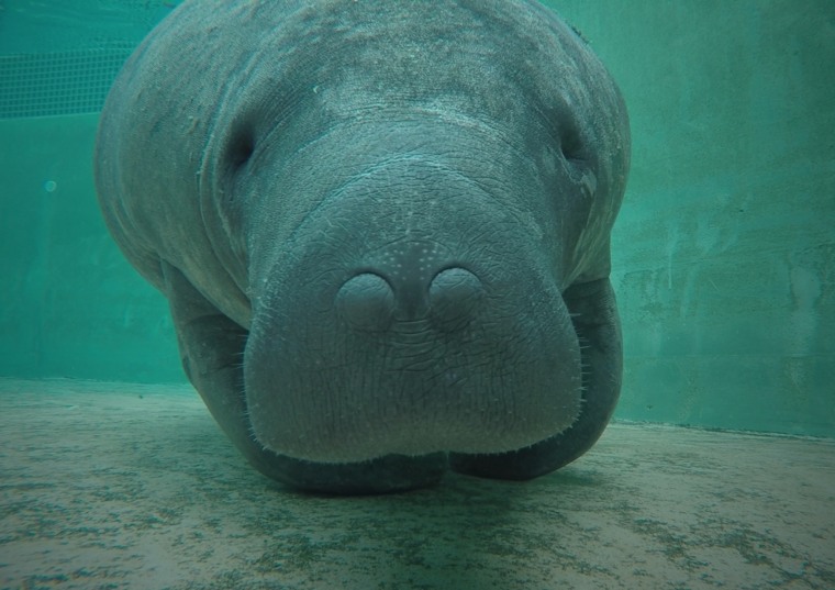 A baby manatee recovering in its rehabilitation pool.