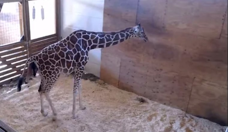 Image: April the Giraffe welcomes a baby, April 15, 2017.