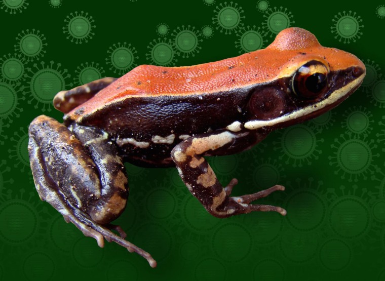 The South Indian frog Hydrophylax bahuvistara makes a compound that kills flu viruses