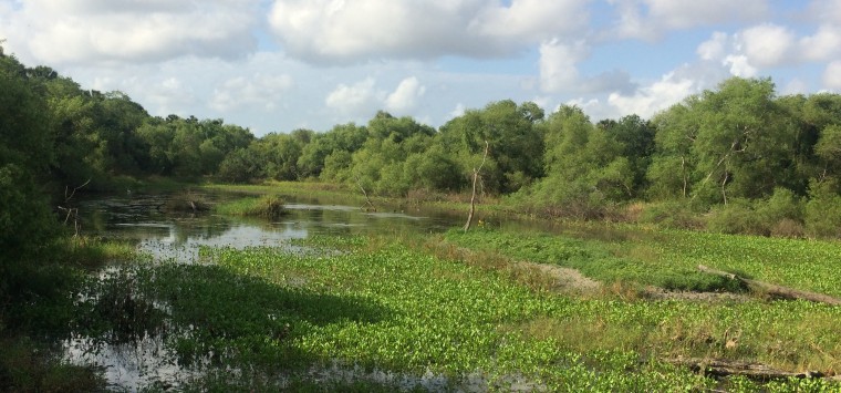 The view of the wetland wildlife habitat and water fowl through the Resaca blind in the Sabal Palm Sanctuary in Brownsville, Texas.