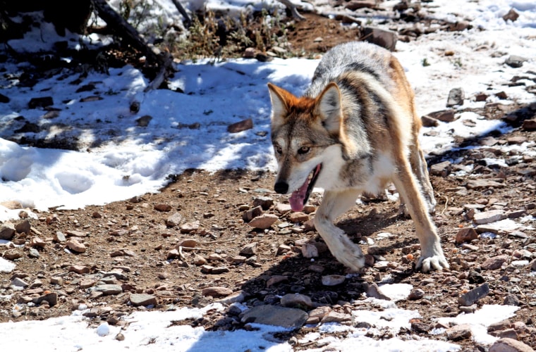 Image: Mexican Gray Wolf