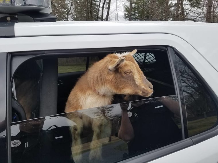 Officer with goats