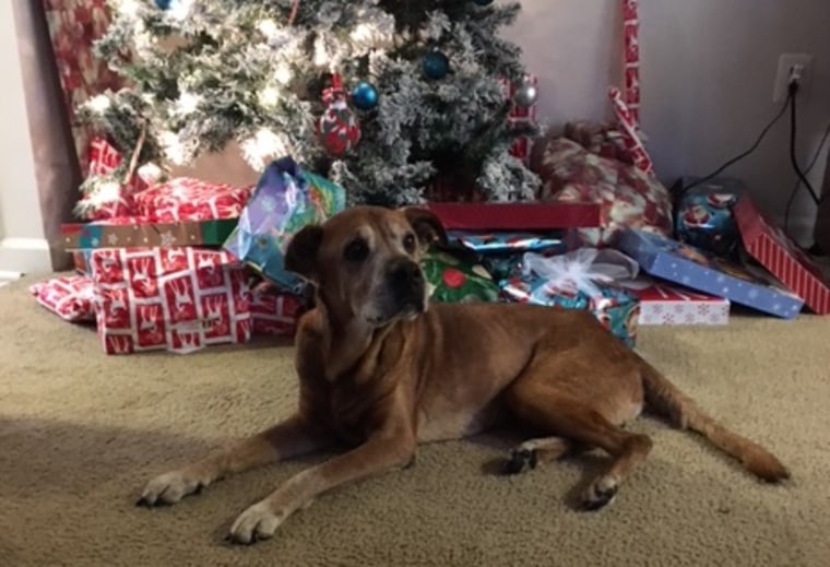 The Clarks adopted Rocky from an animal shelter in December 2015, when he was 17 years old.