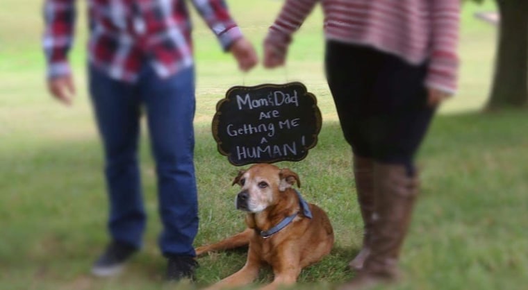 Senior shelter dog hangs on to meet human baby sister