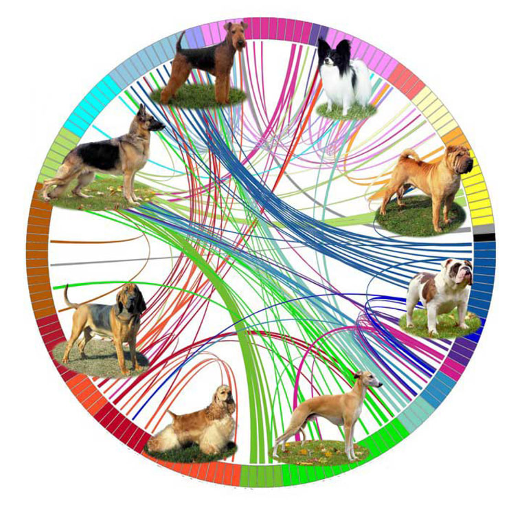 Image: A diagram representing the genetic analysis of dog breeds