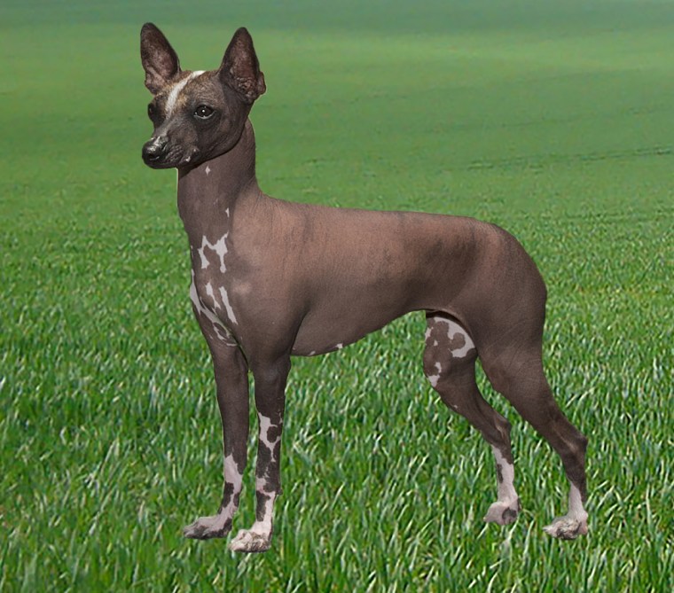 A toy Xoloitzcuintel, a breed that likely descended from dogs that crossed the Bering land bridge with Native American ancestors.