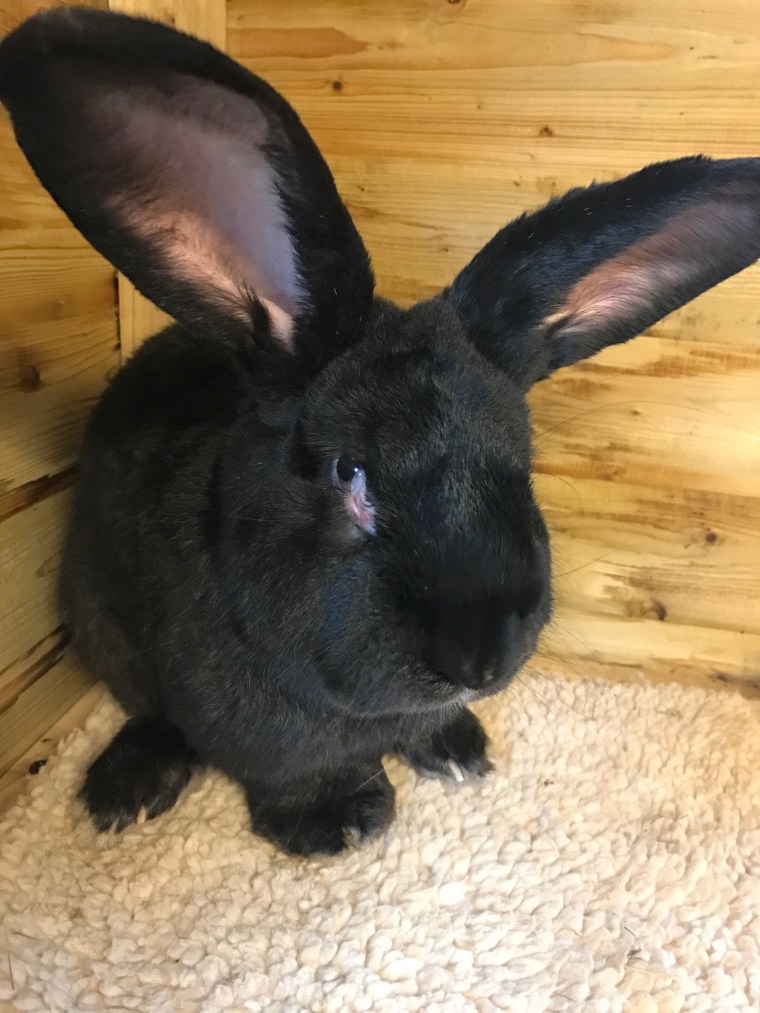 Image: Simon, a giant rabbit from Worcestershire, England who died on a United Airlines flight