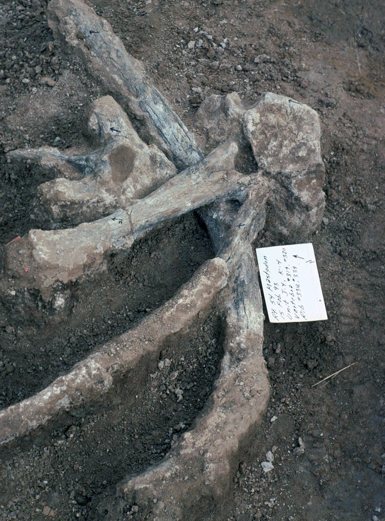 Unbroken mastodon ribs and vertebrae, including one vertebra with a large well-preserved neural spine found in excavation unit J4.