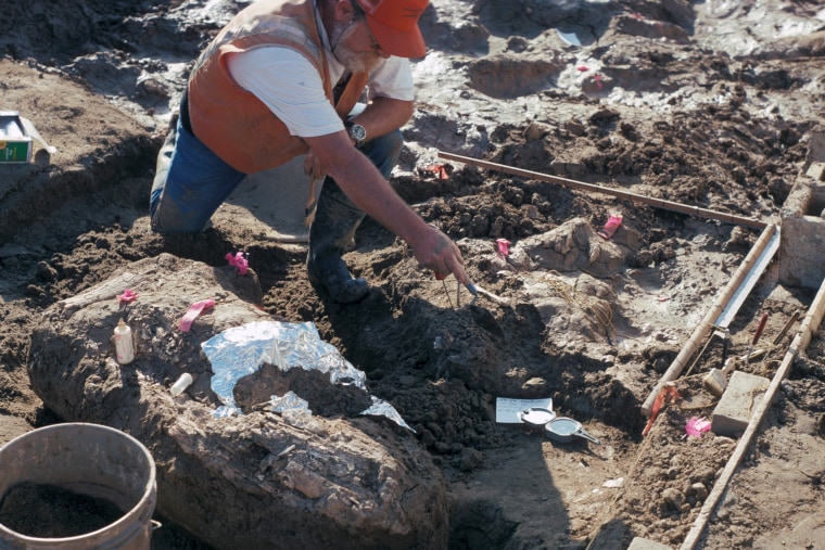 San Diego Natural History Museum Paleontologist Don Swanson pointing at rock fragment near a large horizontal mastodon tusk fragment.