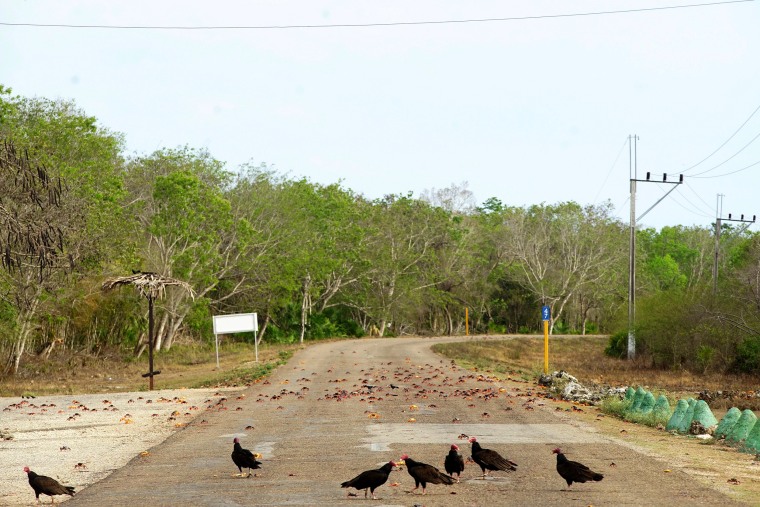 Image: Vultures eat smashed crabs on a highway in Playa Giron, Cuba
