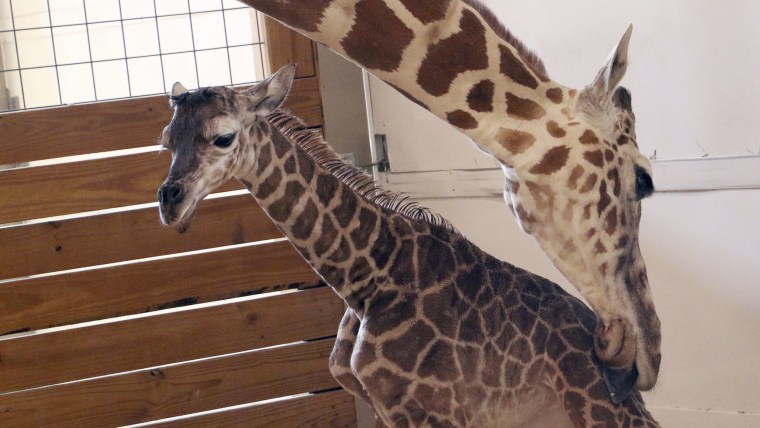 April the giraffe names calf