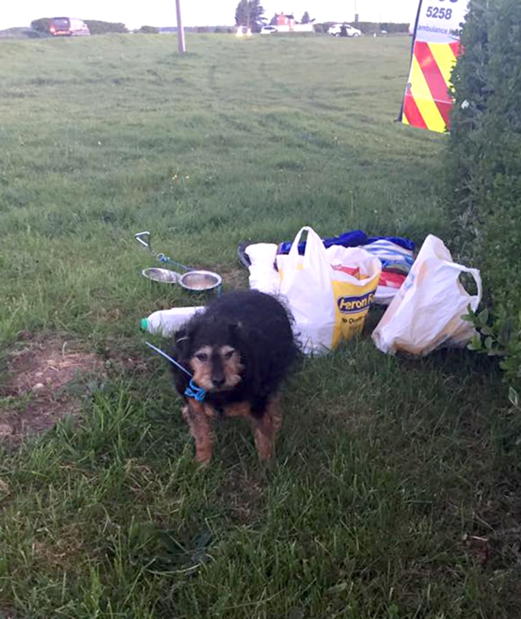 Elderly dog is left in field with sad note