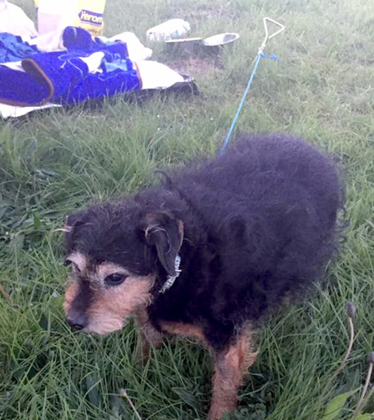 Elderly dog is left in field with sad note