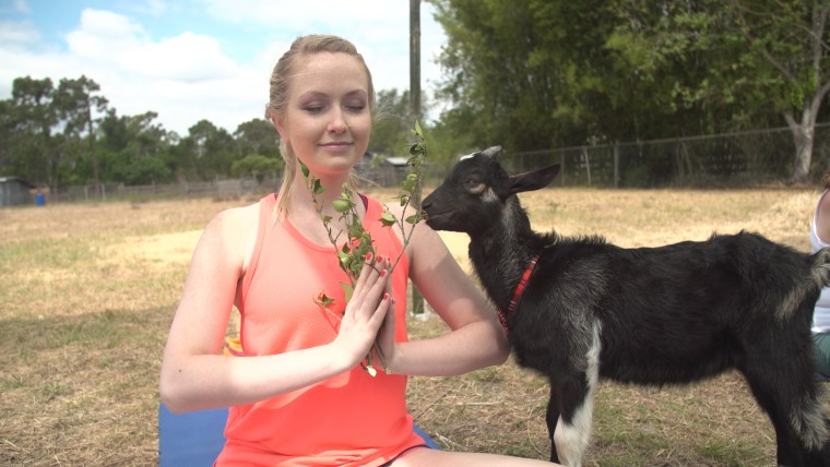 Cool down during goat yoga