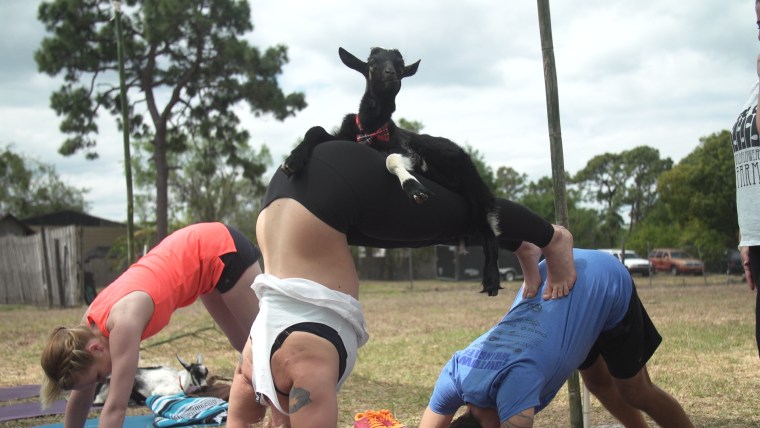 TODAY takes on goat yoga