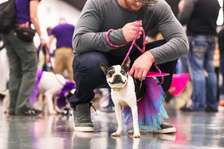 Baltimore Ravens tight end Maxx Williams with a dog in a tutu at Show Your Soft Side's Pawject Runway.