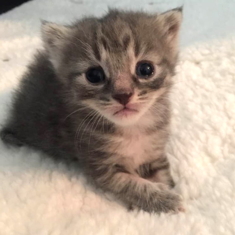 Things to know before fostering a kitten