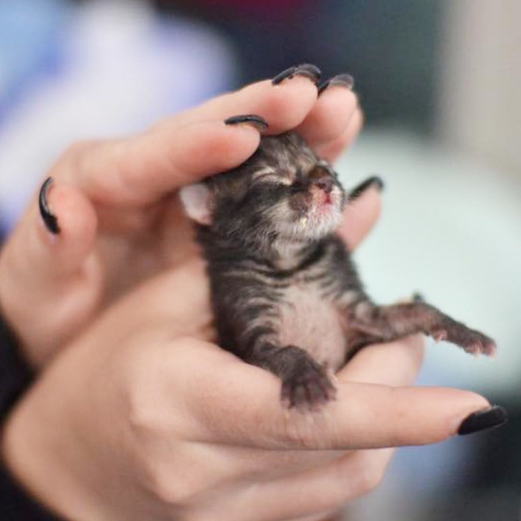 Kitten season: How to foster, adopt and volunteer at animal shelters