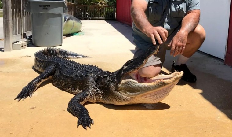 Image: Alligator that attacked girl