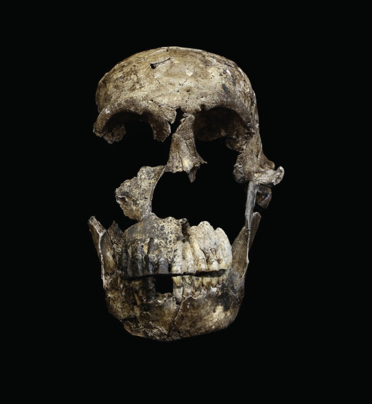 Image: A "Neo" skull of Homo naledi from the Lesedi Chamber