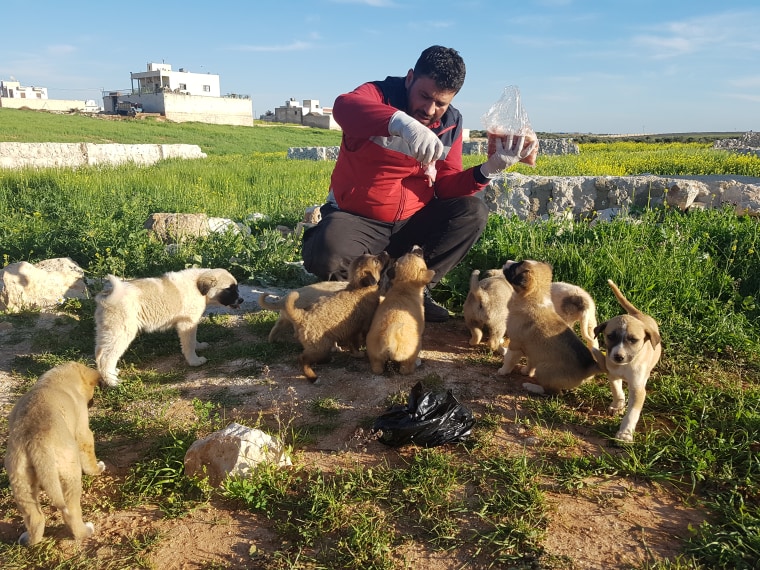 Image: Mohammad Alaa Aljaleel with some stray puppies