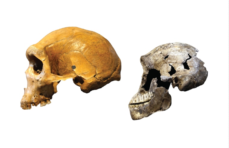 Image: Kabwe skull from Zambia and a "Neo" skull of Homo naledi