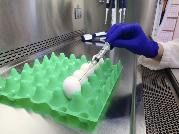 Image: Undated USDA handout photo of avian influenza virus being harvested from a chicken egg as part of a diagnostic process