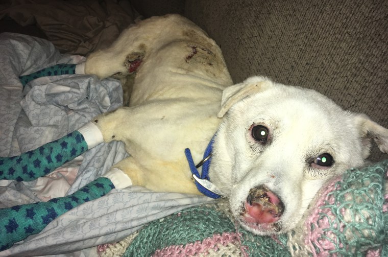 Polo the dog is healing after being thrown in a fire.