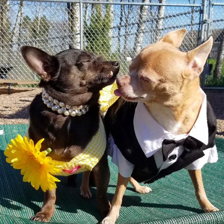 Rusty is available for adoption at Bob’s House for Dogs. His date, Libby, has a forever home.