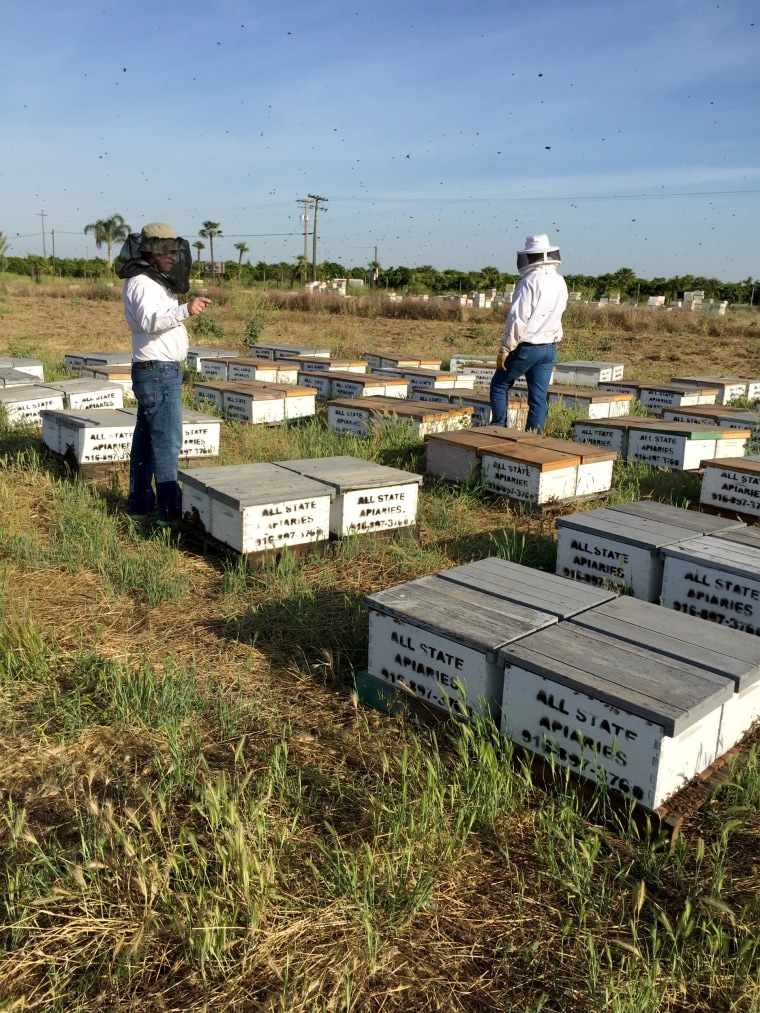 Image: Beeline Honey's Stolen Hives After They Were Recovered in Fresno County, California