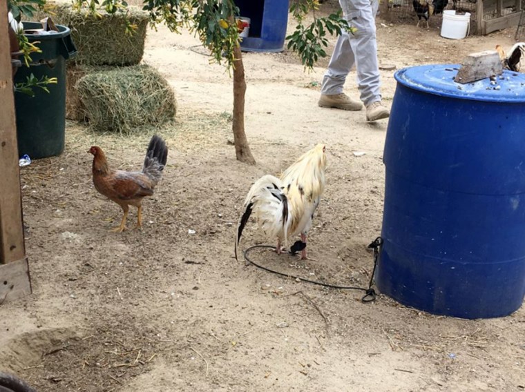 Image: Largest Cache of Fowl Used in Illegal Cockfighting, leads to seizure of over 7,000 birds