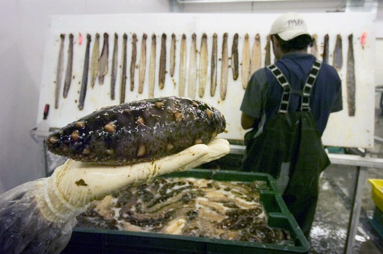 SEA CUCUMBER