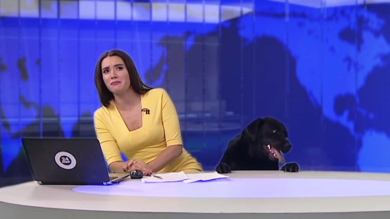 Dog crashes live news broadcast