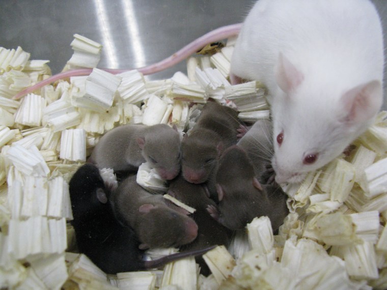 Mouse pups derived from sperm that was freeze-dried and stored on the International Space Station for nine months.
