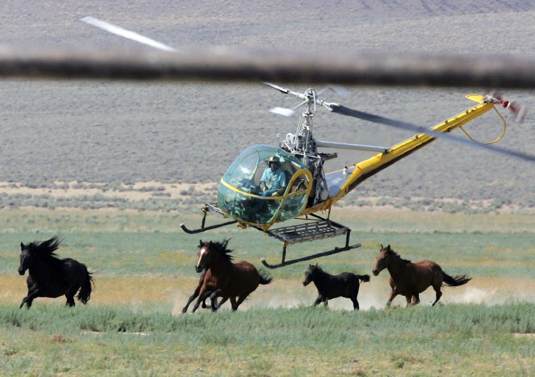 Image: A livestock helicopter pilot rounds up wild horses from the Fox & Lake Herd Management Area from the range in Washoe County, Nevada