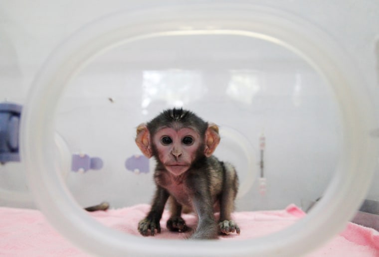 Image: Newborn Patas monkey is pictured in an incubator at a zoo in Zhengzhou