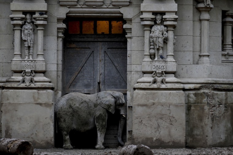 Image: An African elephant stands in the doorway of his enclosure at Eco Parque in Buenos Aires