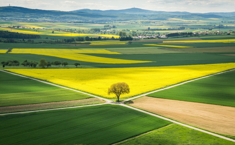 Image: Sun shines on a rapeseed field in Muenzenberg