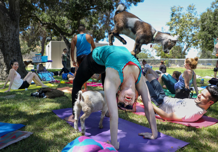Image: Goat yoga class in Glendale, California